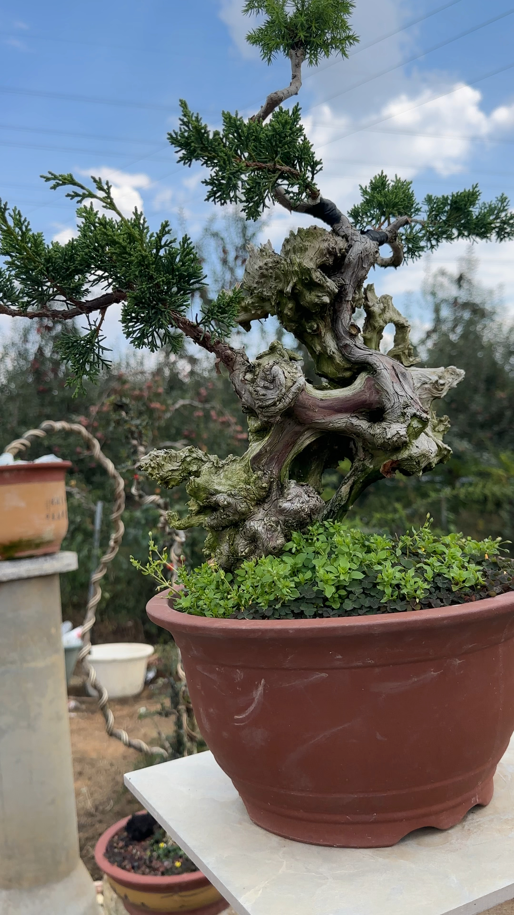 真柏盆景分享给大家