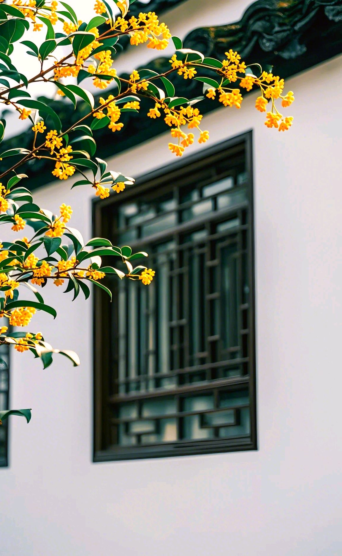 人闲桂花落,满身都是秋