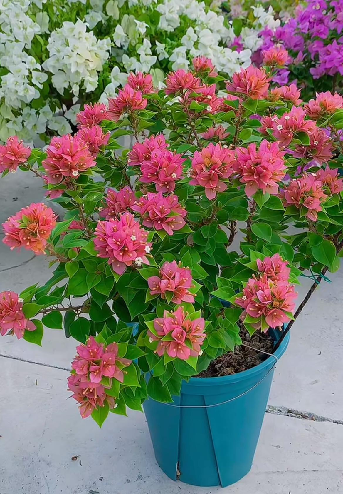 生性皮实,非 塔紫三角梅