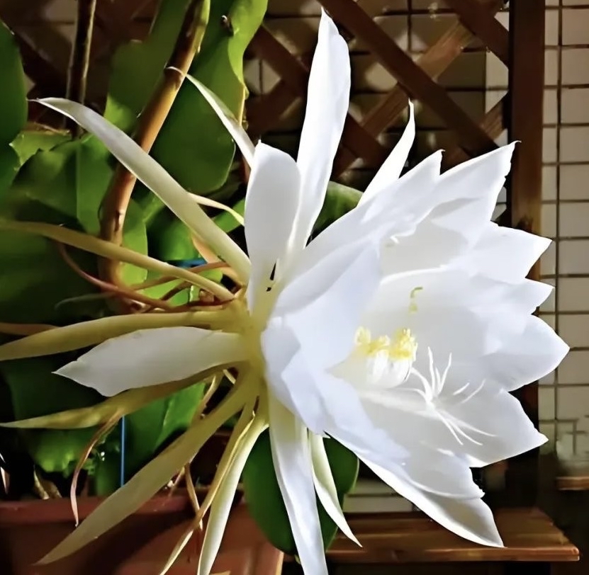 昙花为什么不开花