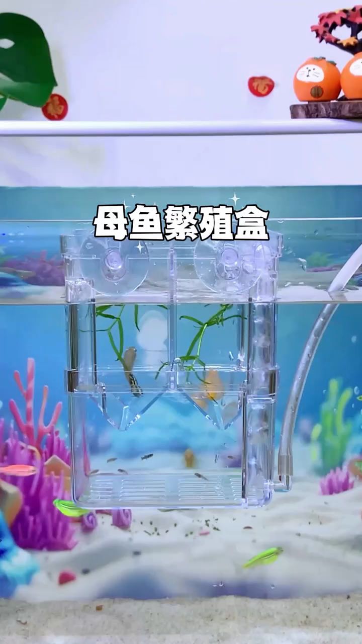 转为小型鱼设计的鱼缸繁殖隔离盒,美观又实用!