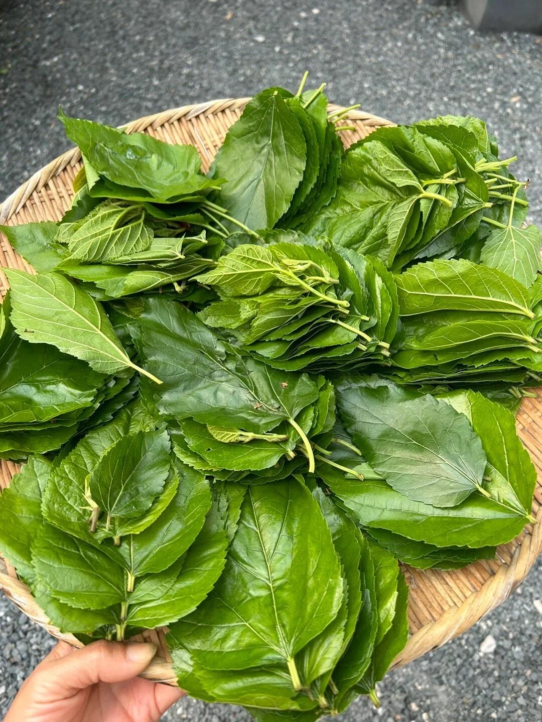 桑叶煮一煮往眼睛上敷一敷贼舒服了 热点引擎计划