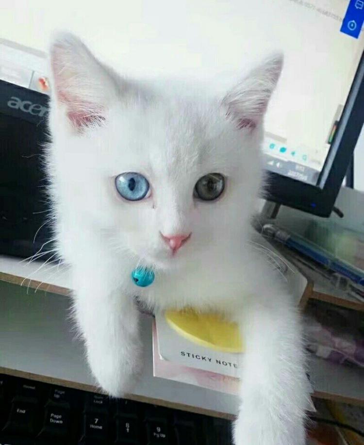 但实际上它是对具有蓝色眼睛,白色被毛特征猫的统称