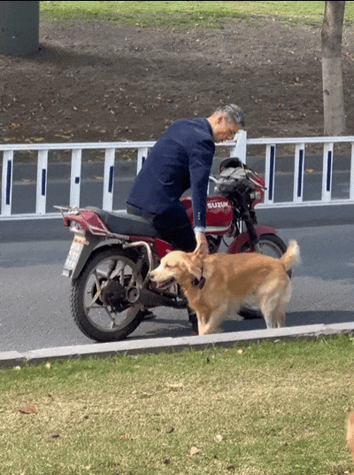 金毛坐摩托车被路人猛夸,狗子开心的"飞起",狗子开心的笑了