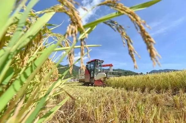 回娘家让爹好吗女儿内心纠结再三，丈夫坚决反对引发家庭风波，婆婆态度暧昧加剧矛盾冲突，最终真相大白令人深思。