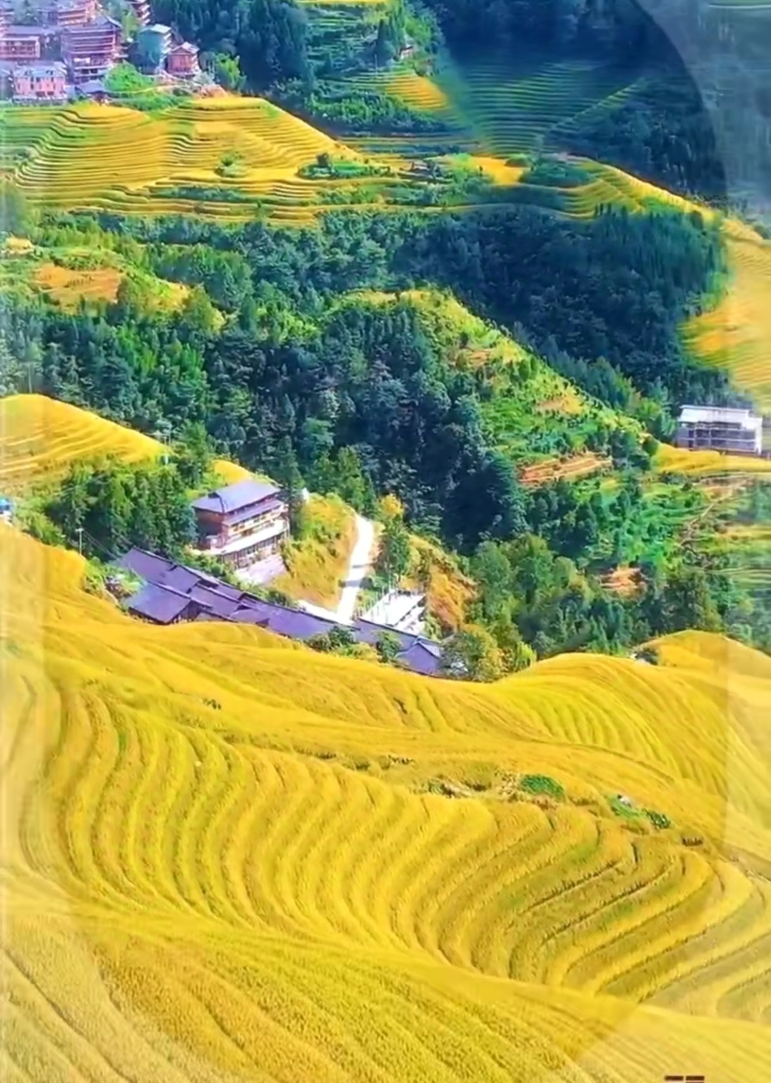 的也就是绿色的不经意间到了九月的下旬你已经变成金黄色的样子