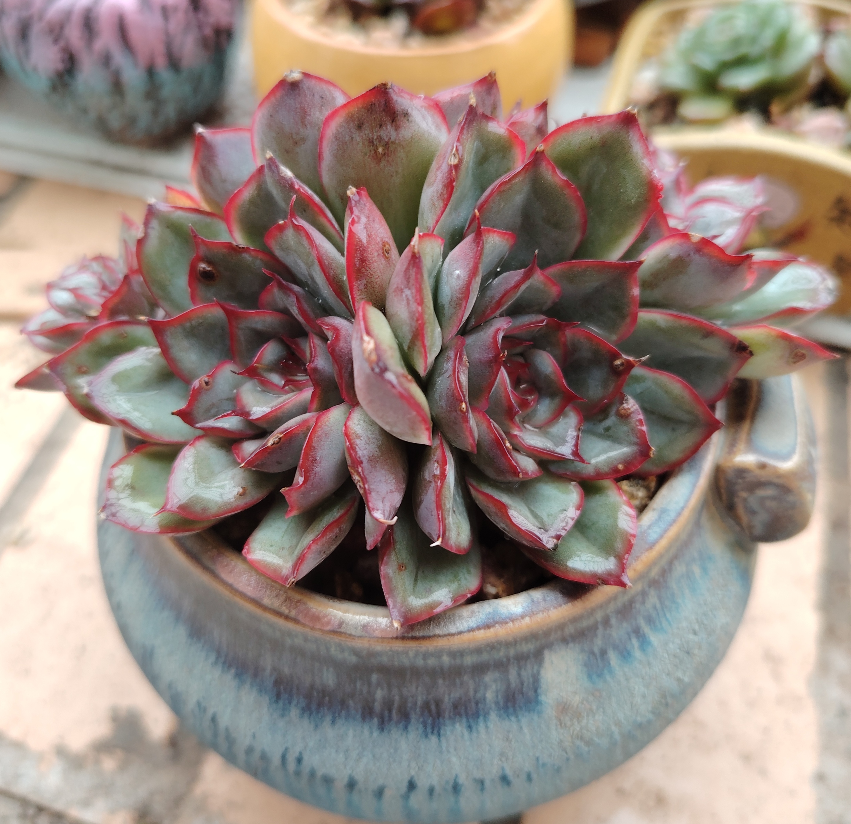 紫色系多肉[鲜花][鲜花][鲜花]图一猎户座,图二蓝莓,图三不知名