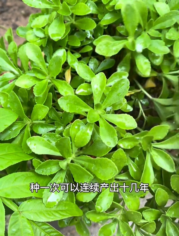 养心菜是多年生植物,一次种植常年吃!营养高用途广