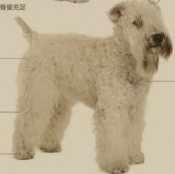 软毛麦色梗