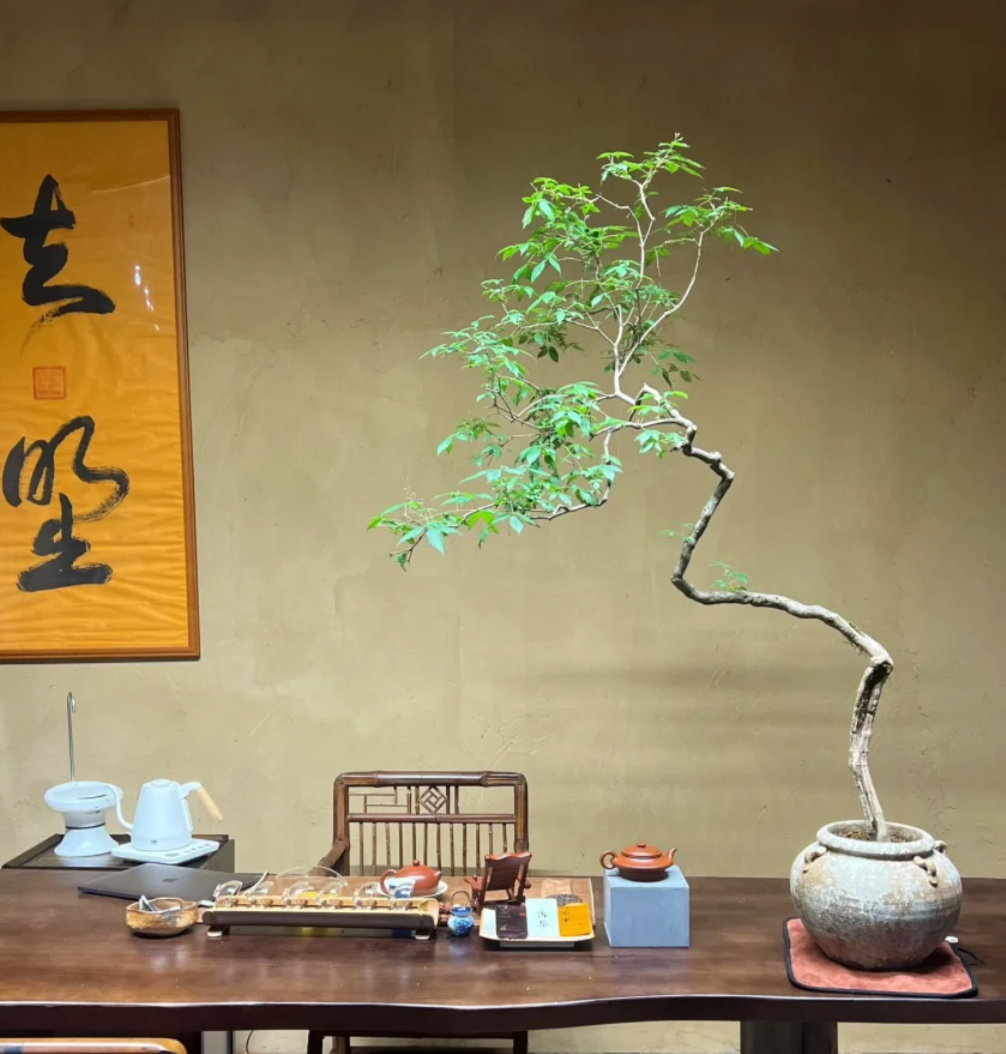 山东小青年,养出一棵"极品黄荆",仙气飘飘,出价1.8万都不卖