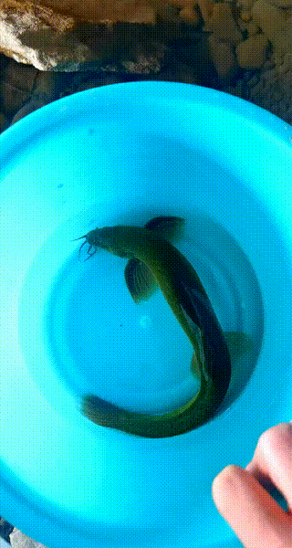 化龙了?陕西男子钓到野生"泥鳅王",看上去已初具"龙形"