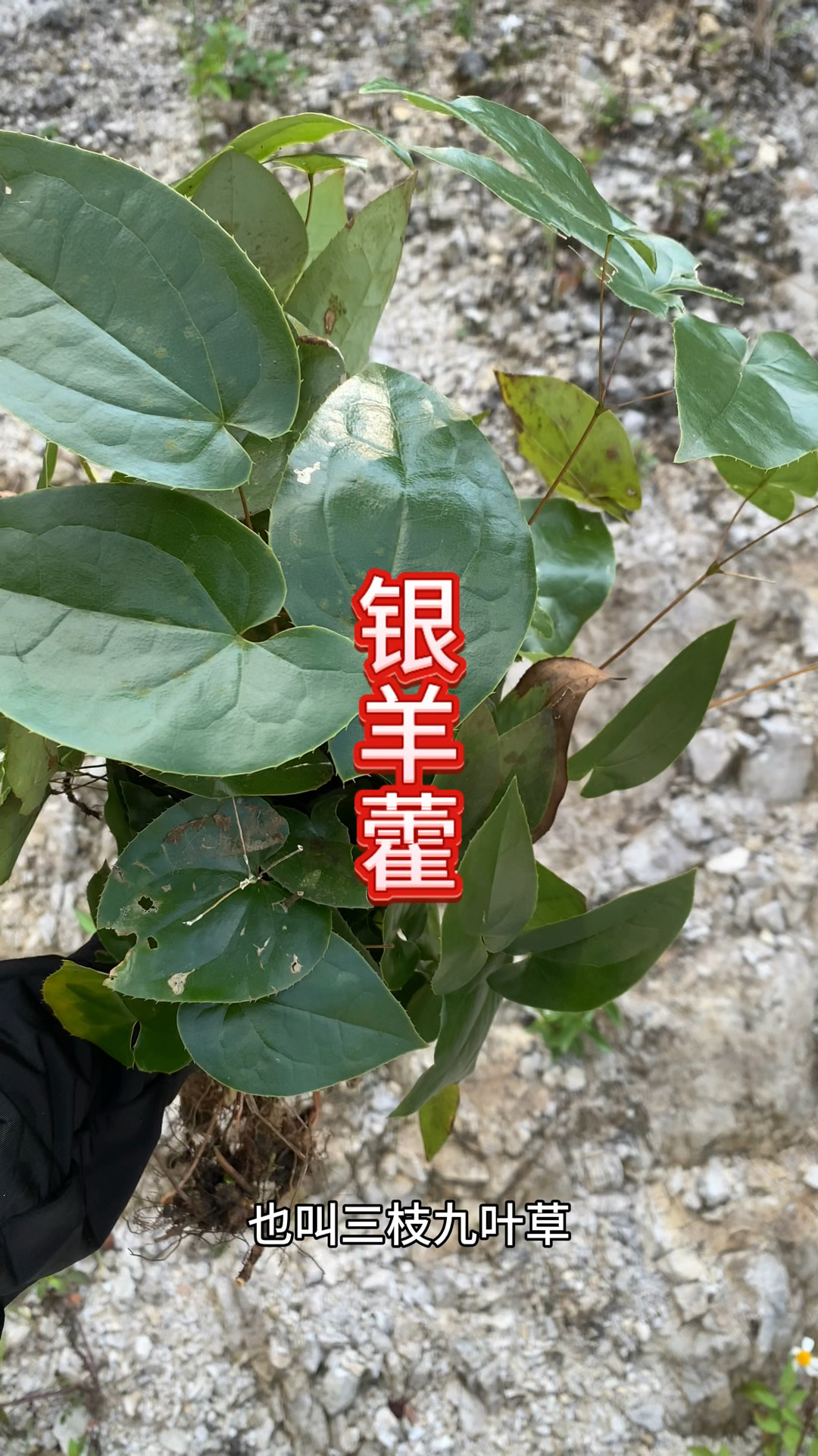 农村生活 一日一植物 淫羊藿