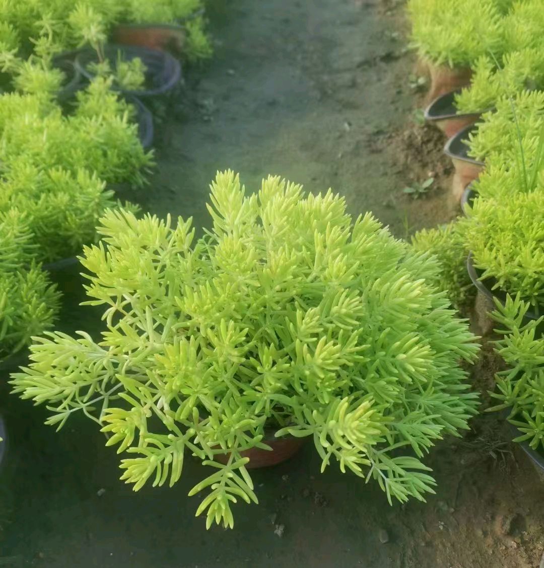 金叶佛甲草通常适用种于哪些地方?怎样栽种才会长得更好些?