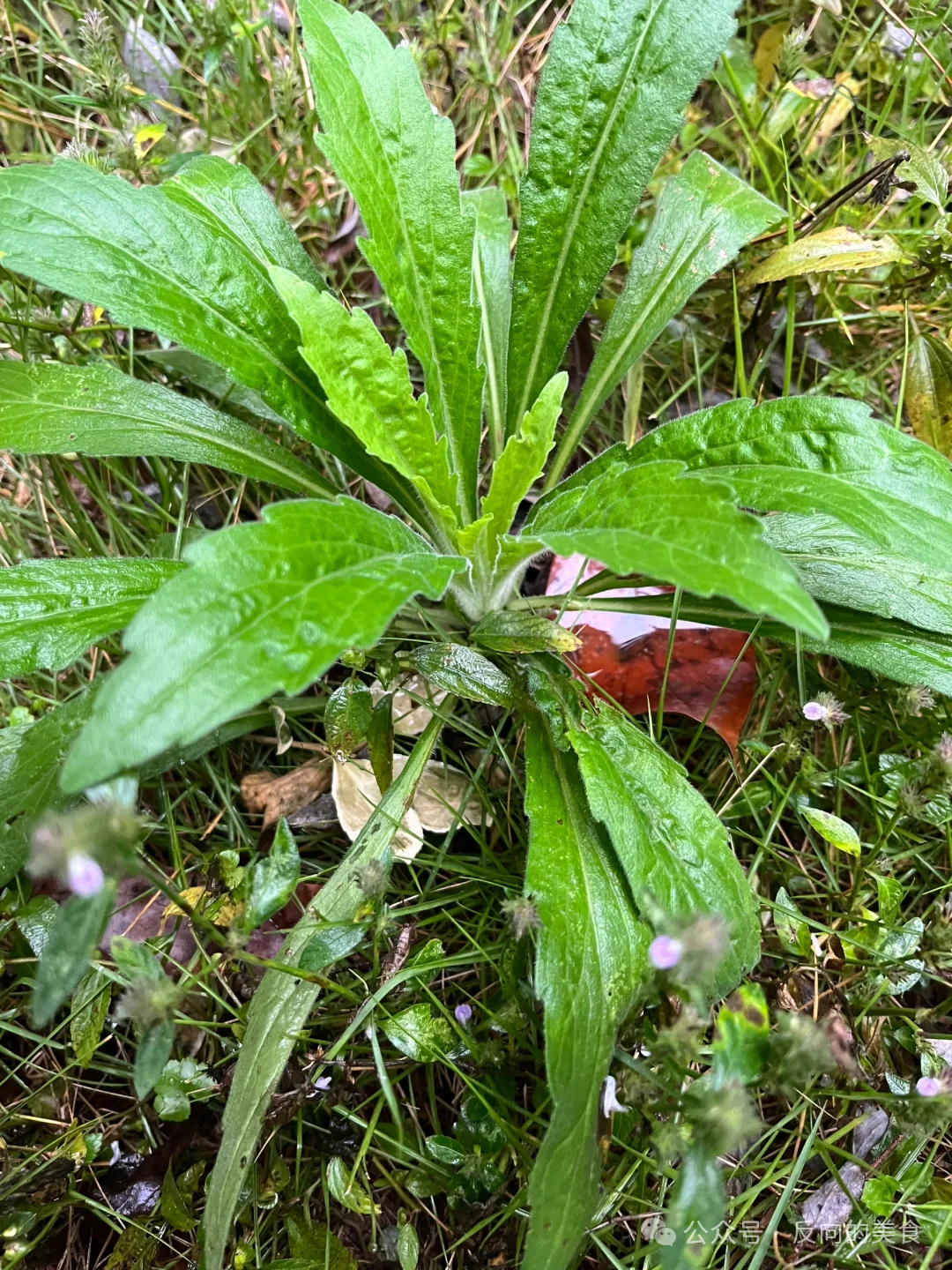 贵州人饭桌上的十大野味