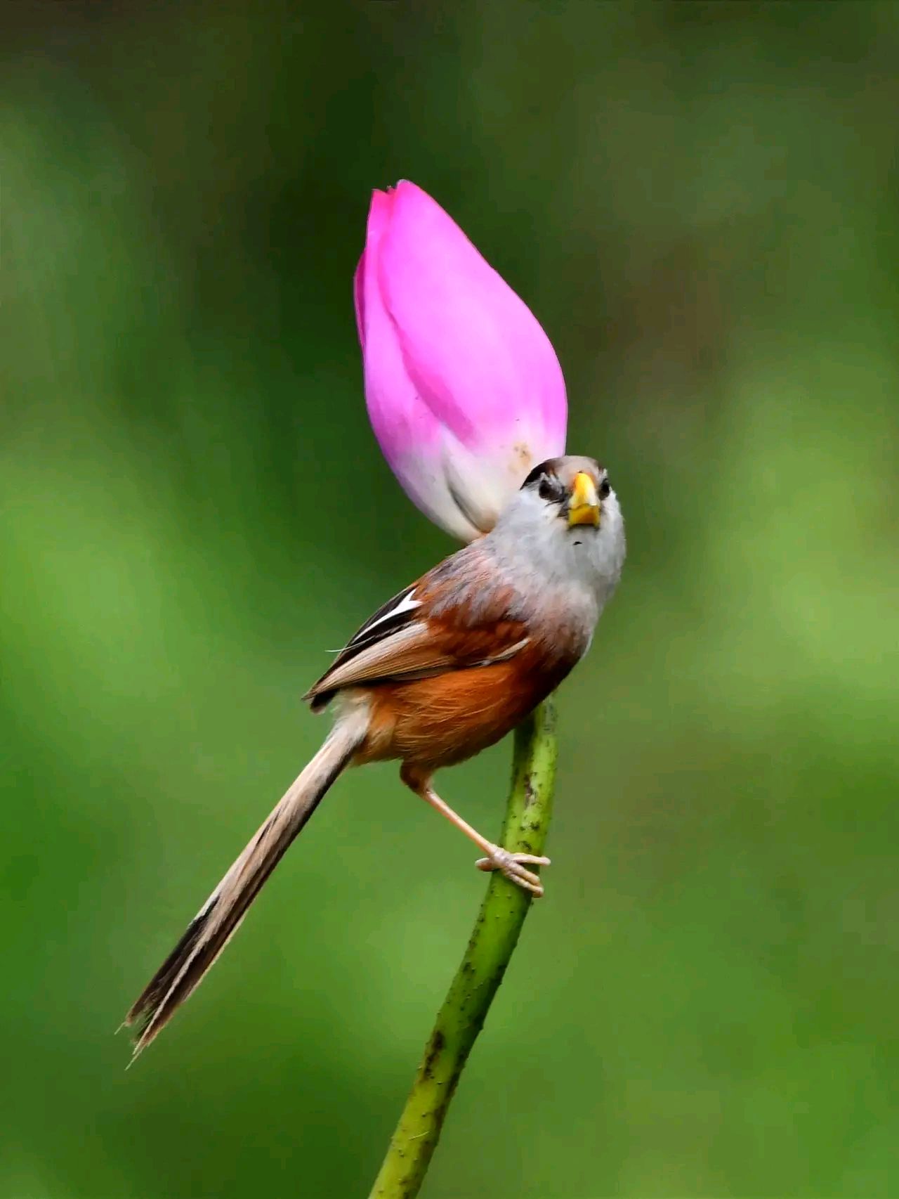 万物有灵 | 震旦鸦雀 震旦鸦雀(学名:paradoxornis heudei),又名苇雀
