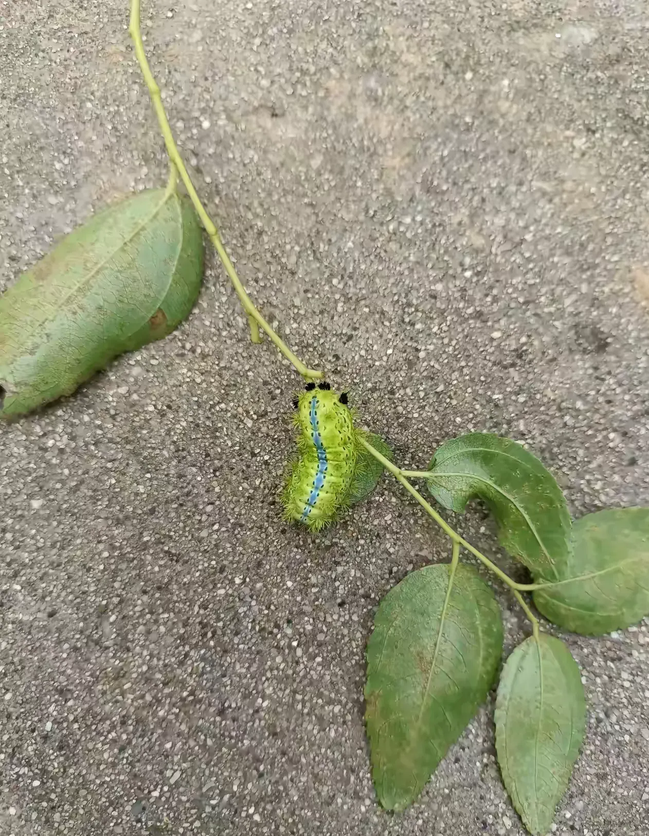 这种虫子你们老家叫什么?我们河南叫小老虎