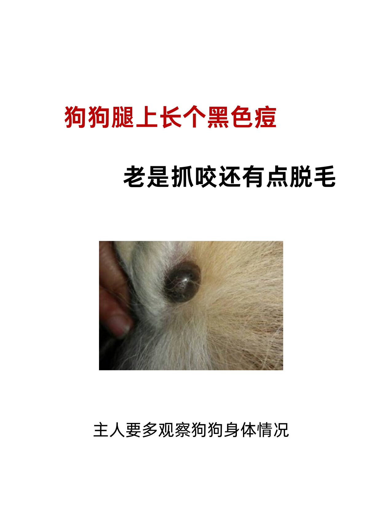 生长部位不同,症状表现也不同. #狗狗黑色素肿瘤