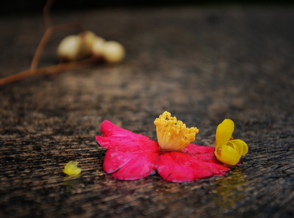 伤感风景 花草图片