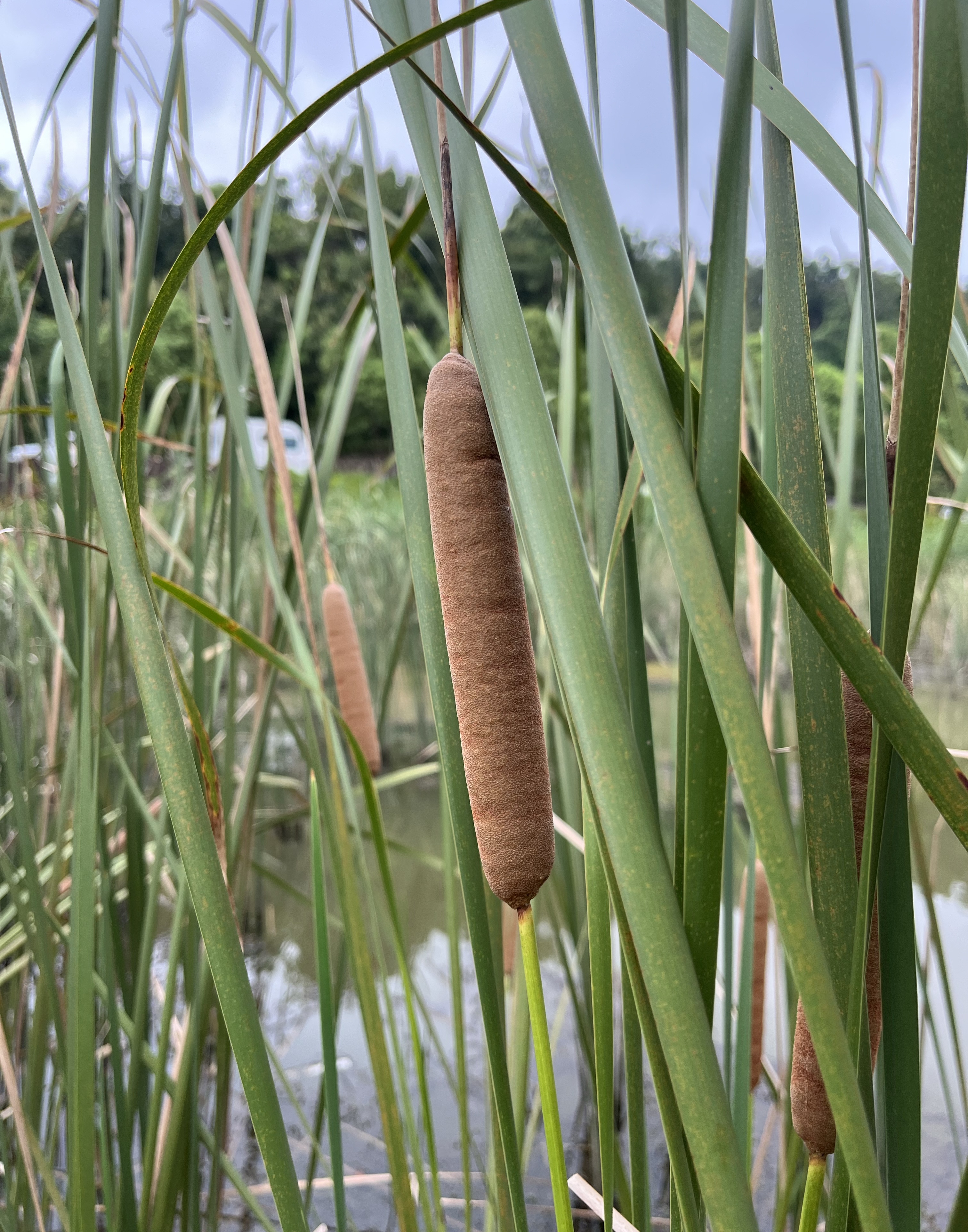 嫩茎蒲菜,是古老的水生蔬菜.蒲棒上的花粉蒲黄,更是珍贵中药材