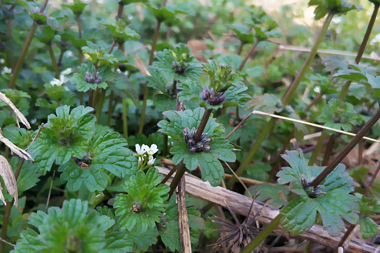 揭秘农田宝藏"珍珠莲".