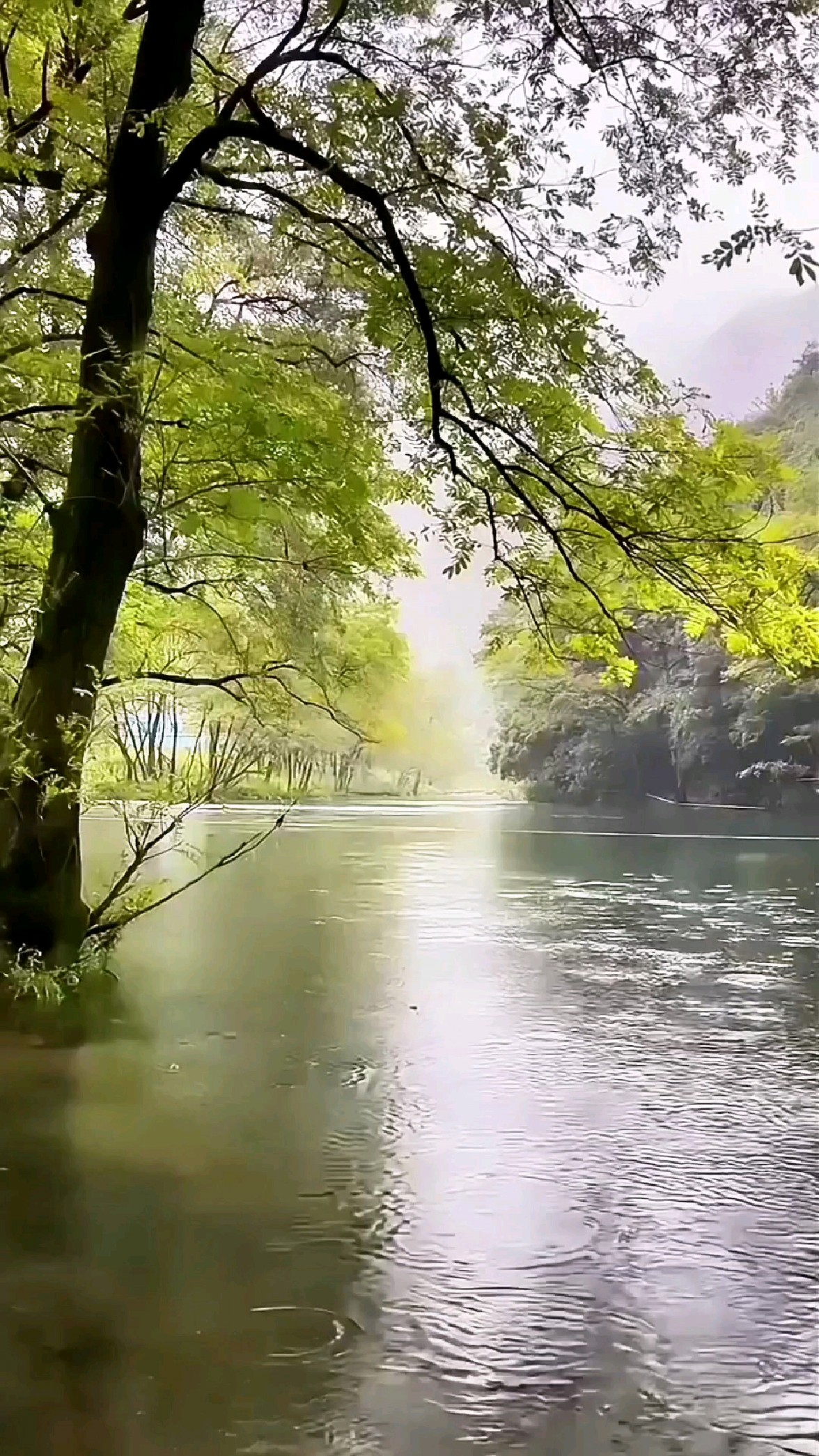 初秋小雨落纷纷 水面涟漪荡圈云 溪边树木枝繁茂 绿意盎然醉人心