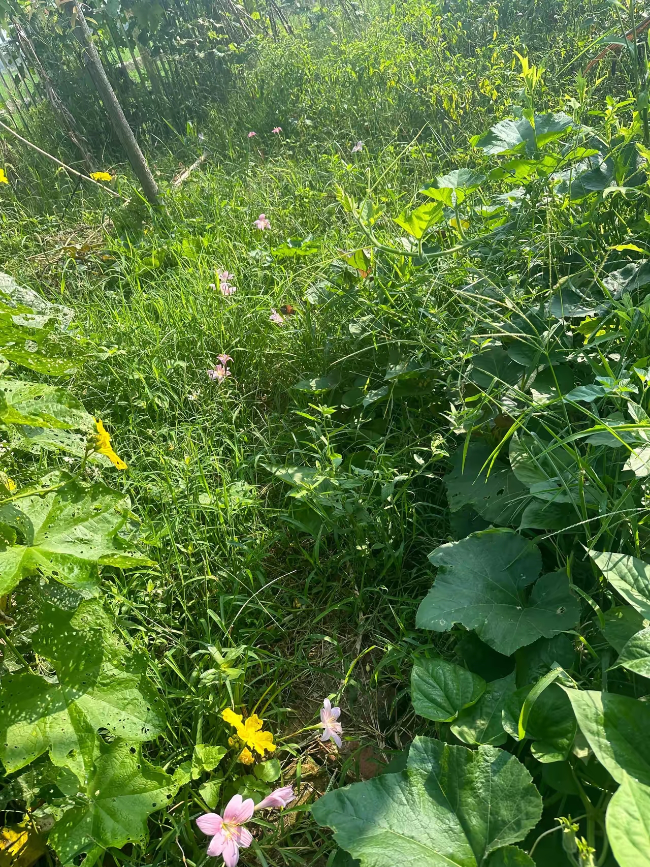我家后面有不到100平的空地我想像中应该花是花菜是菜的