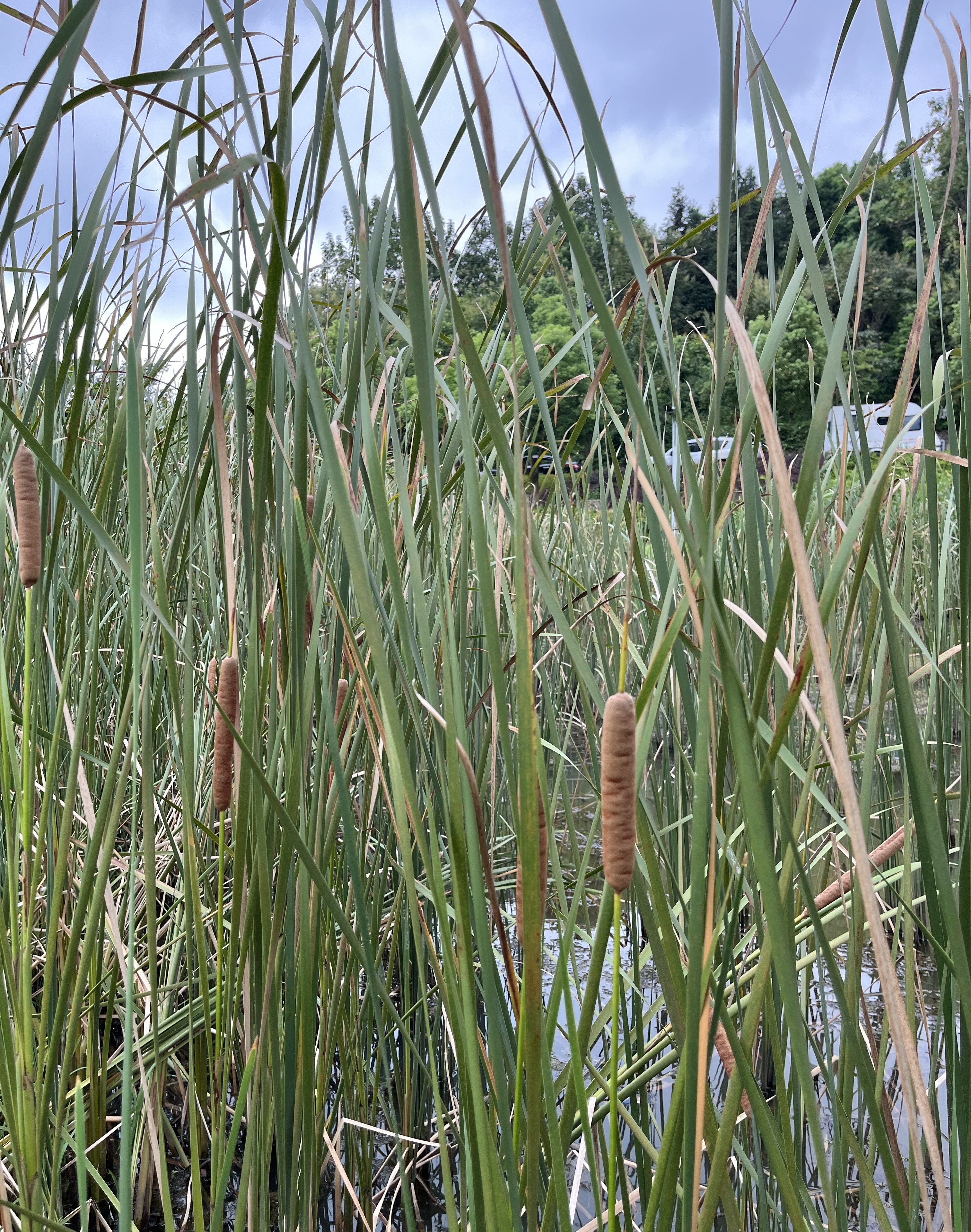 香蒲全身是宝,在岁月中散发着独