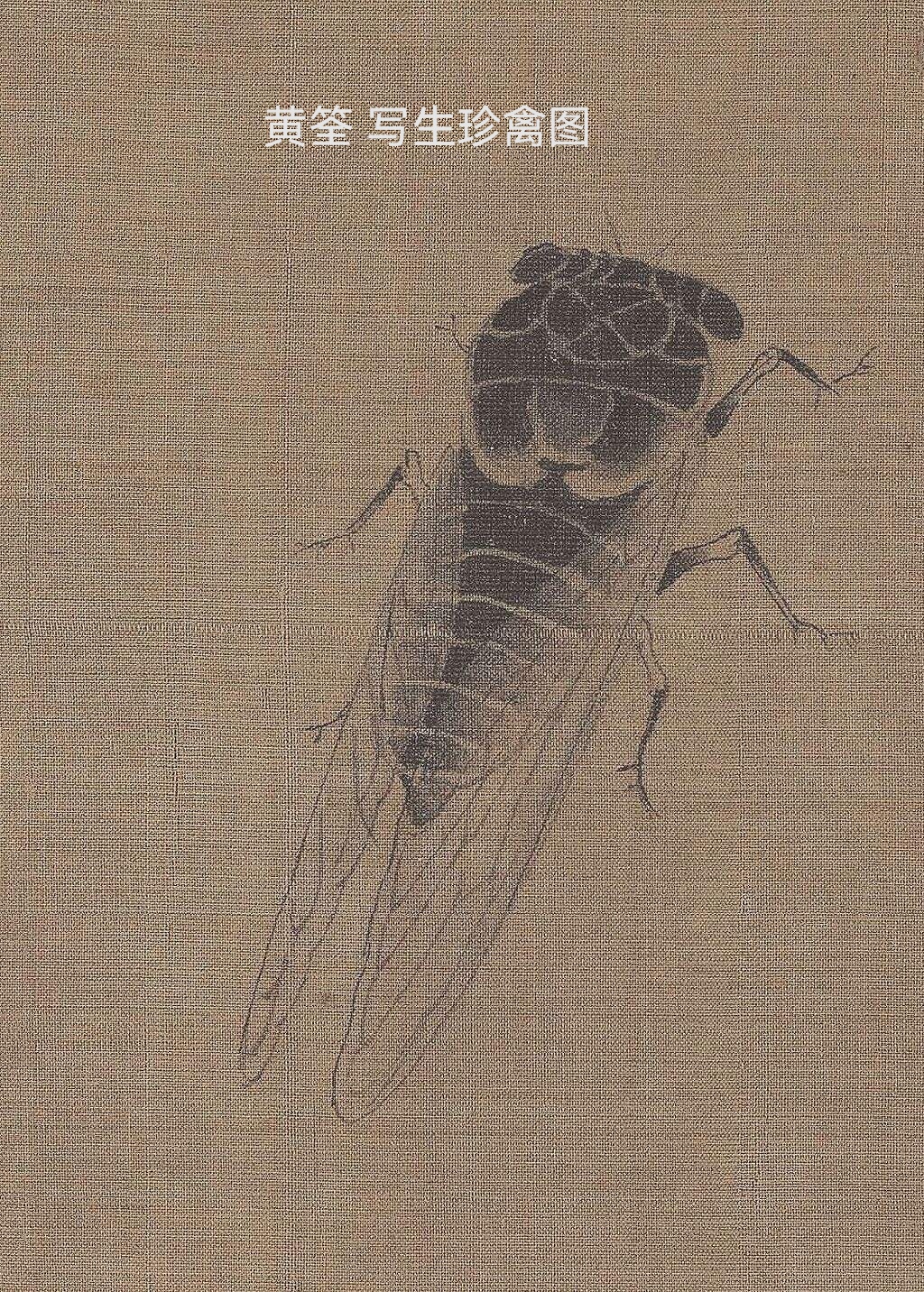 古人画蝉欣赏 黄筌是五代时期的花鸟画大师,他的画作《写生珍禽图》