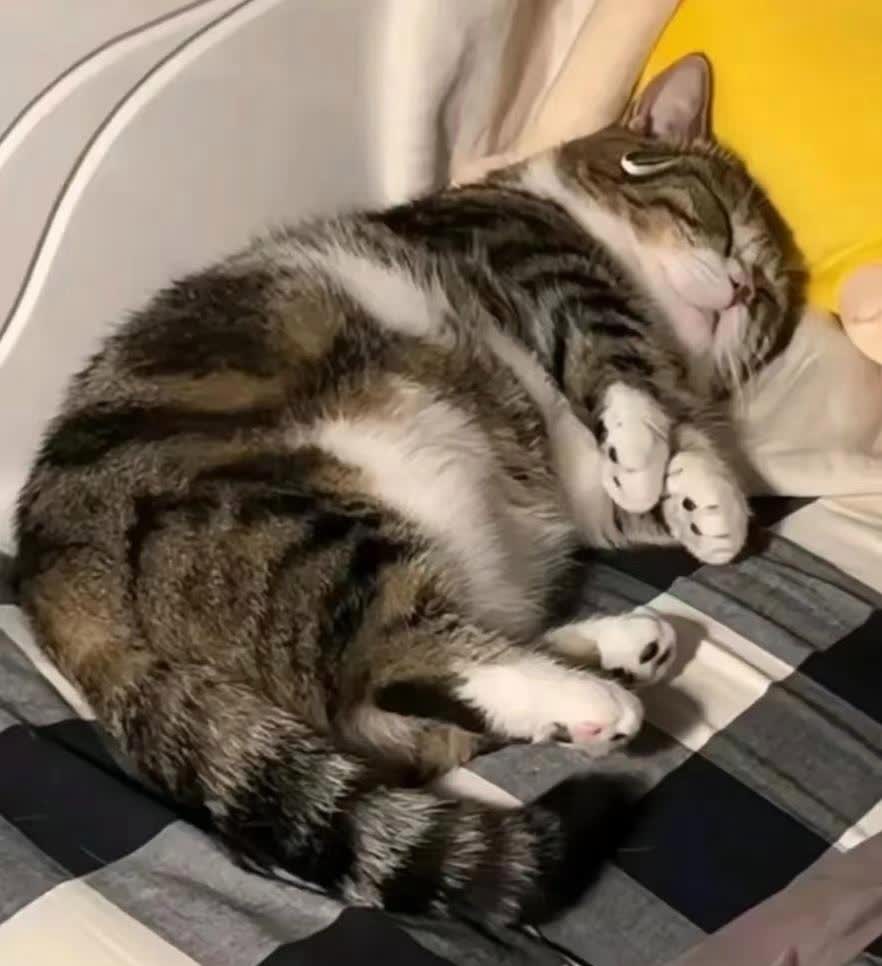 自家的小猫咪躺在床上正睡得那叫一个香,那小模样,简直让人的心都要