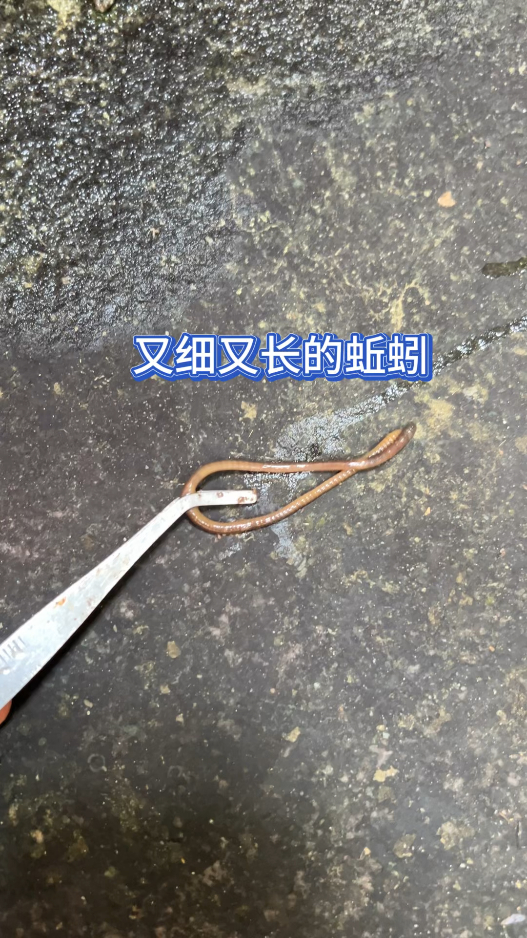 又细又长的蚯蚓?