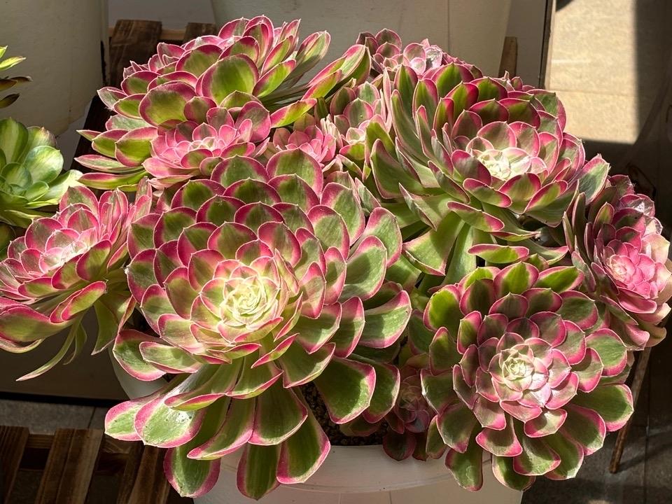 法师之美令人沉醉.它们身姿挺拔犹如神秘的守护者