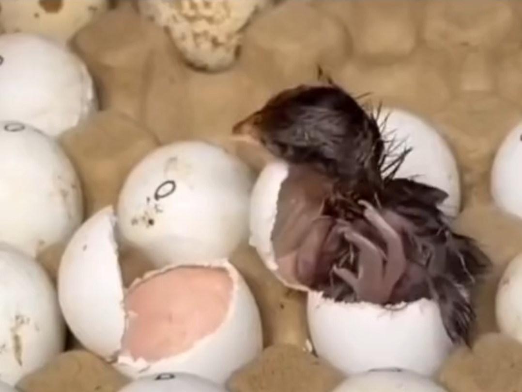 一只小鸡破壳而出,环视四周结果它发现周围只有自己,于是麻溜的又钻回