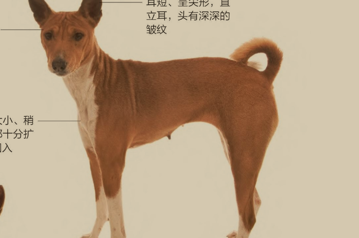 巴山基犬图片