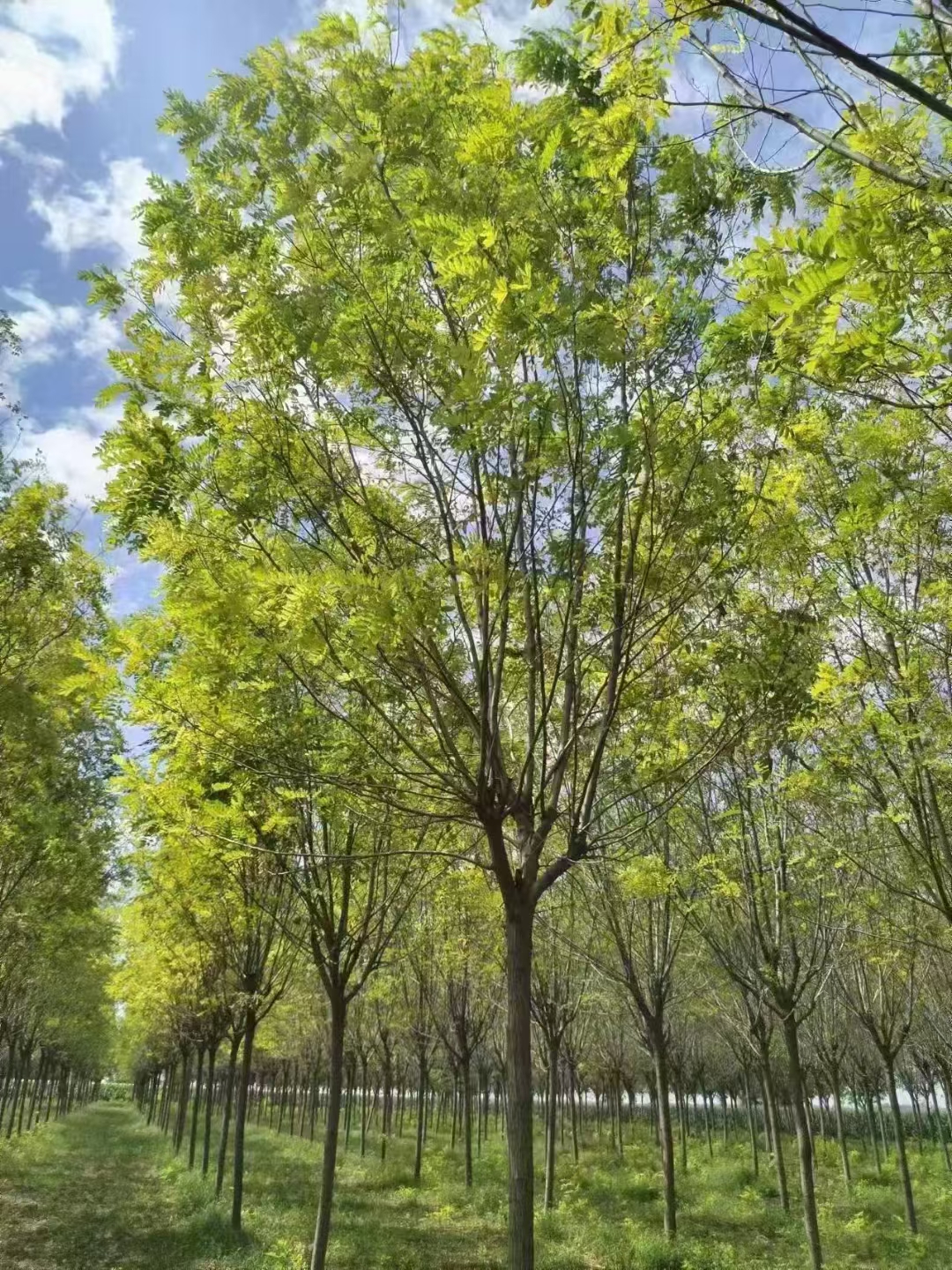 香花槐,耐寒,抗旱,耐热,对土壤要求不严,能在多种环境下生长,因此南北