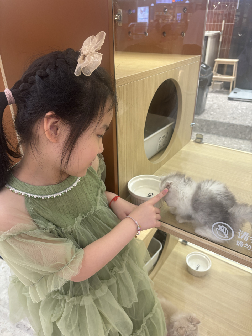 小女孩站在店铺的橱窗前,眼睛一眨不眨地和里面的猫咪对视呢