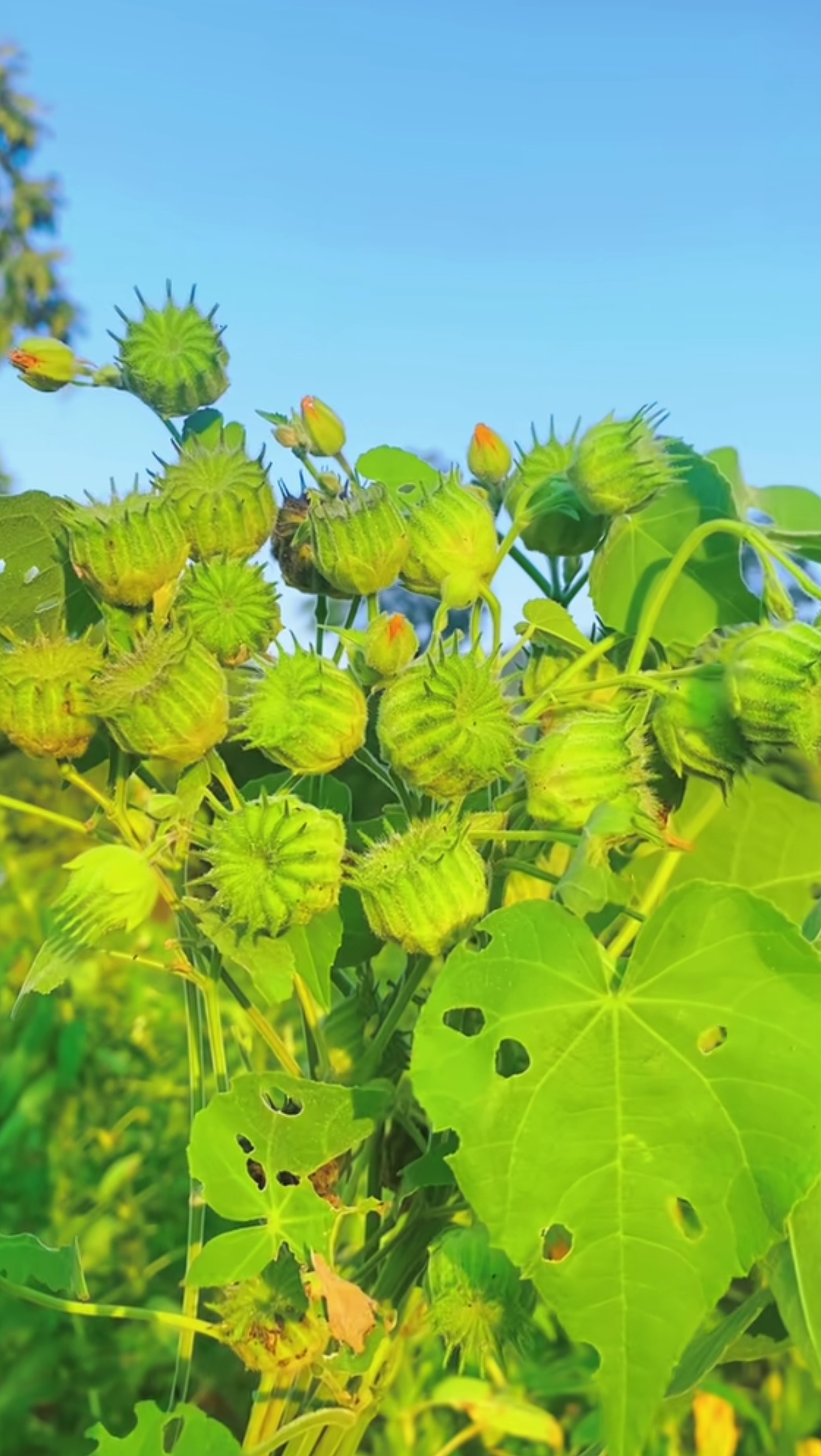 还有多少人认识这个,记得小时候到处都有这个,现在很