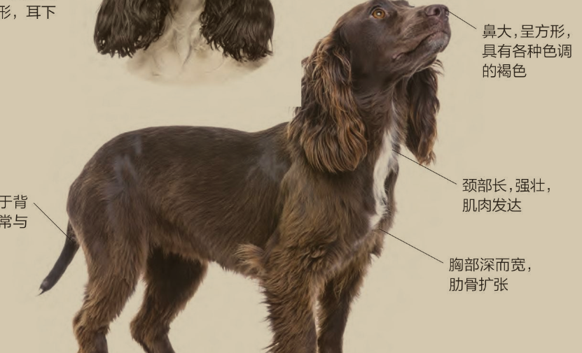 西班牙猎犬