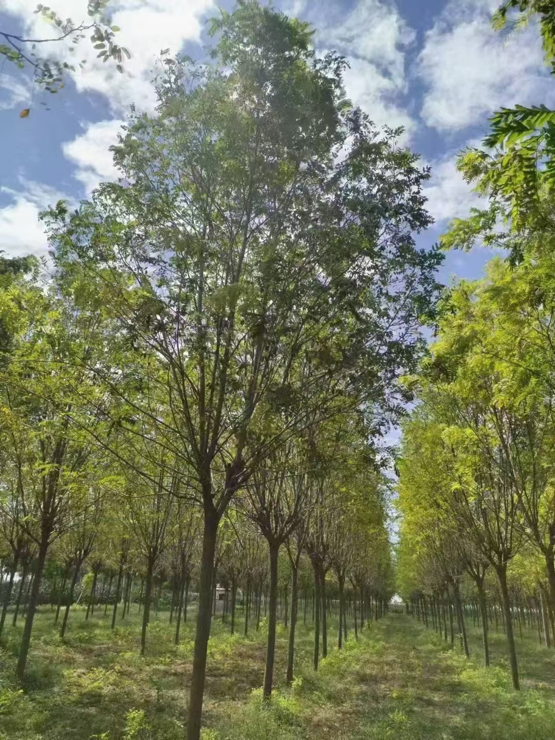 香花槐,耐寒,抗旱,耐热,对土壤要求不严,能在多种环境下生长,因此南北