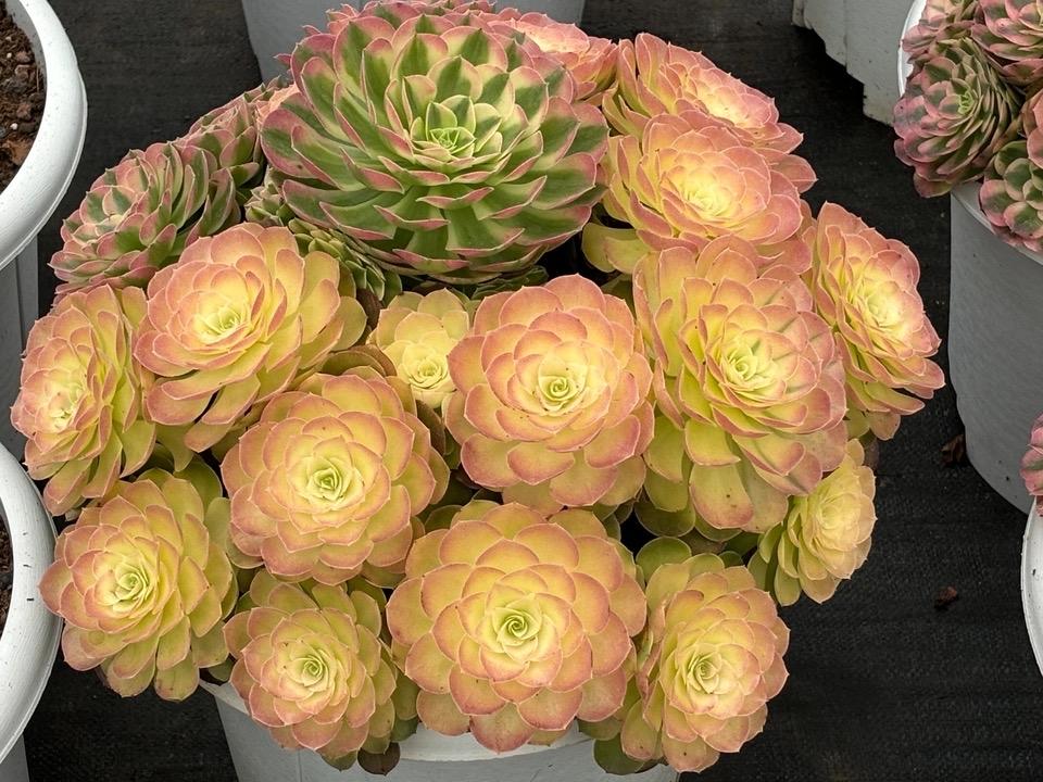 法师之美令人沉醉.它们身姿挺拔犹如神秘的守护者