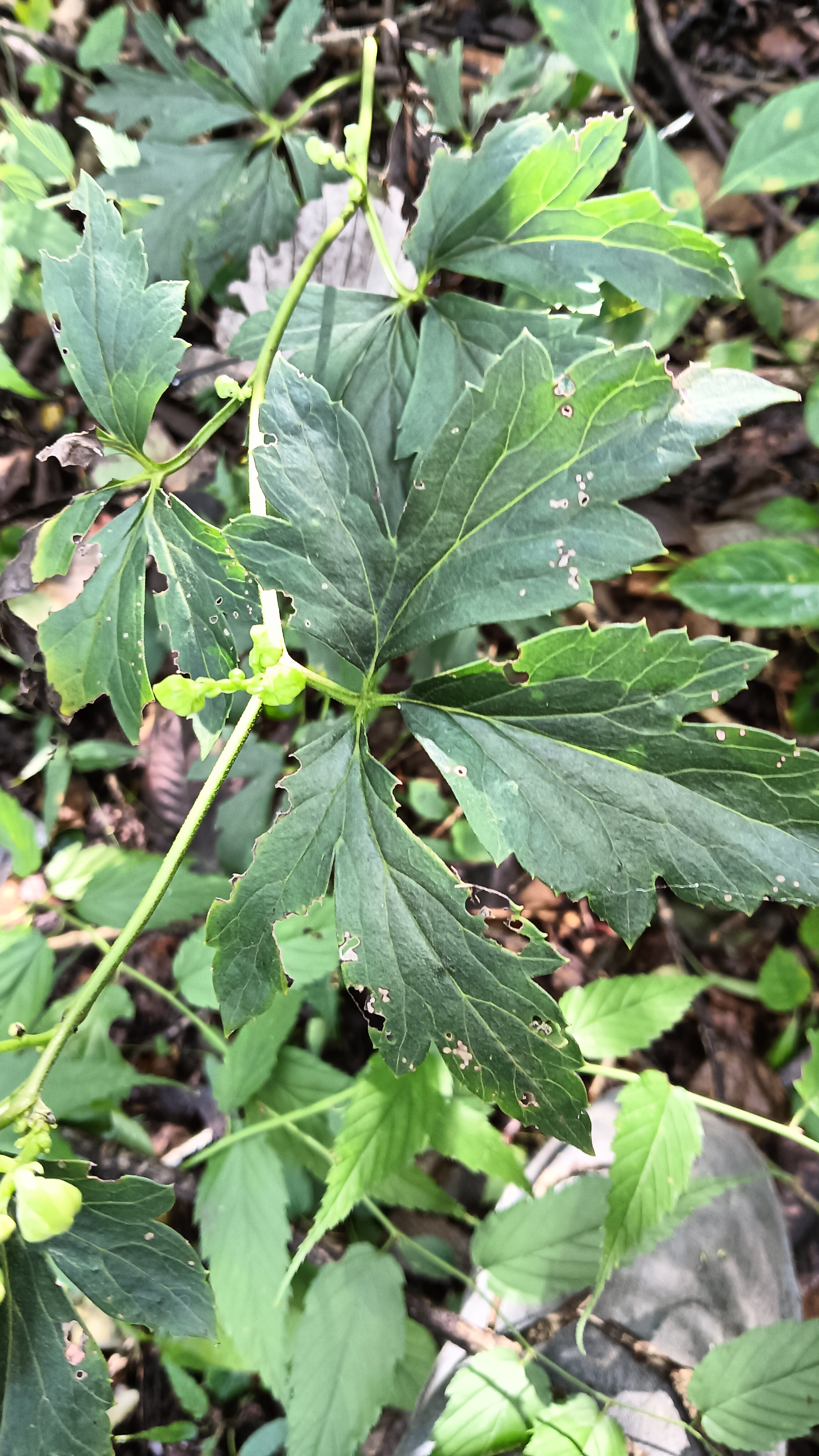 怪事年年有今年特别多  山中寻宝,忽然发现杂草中有几根艾草,东倒西歪