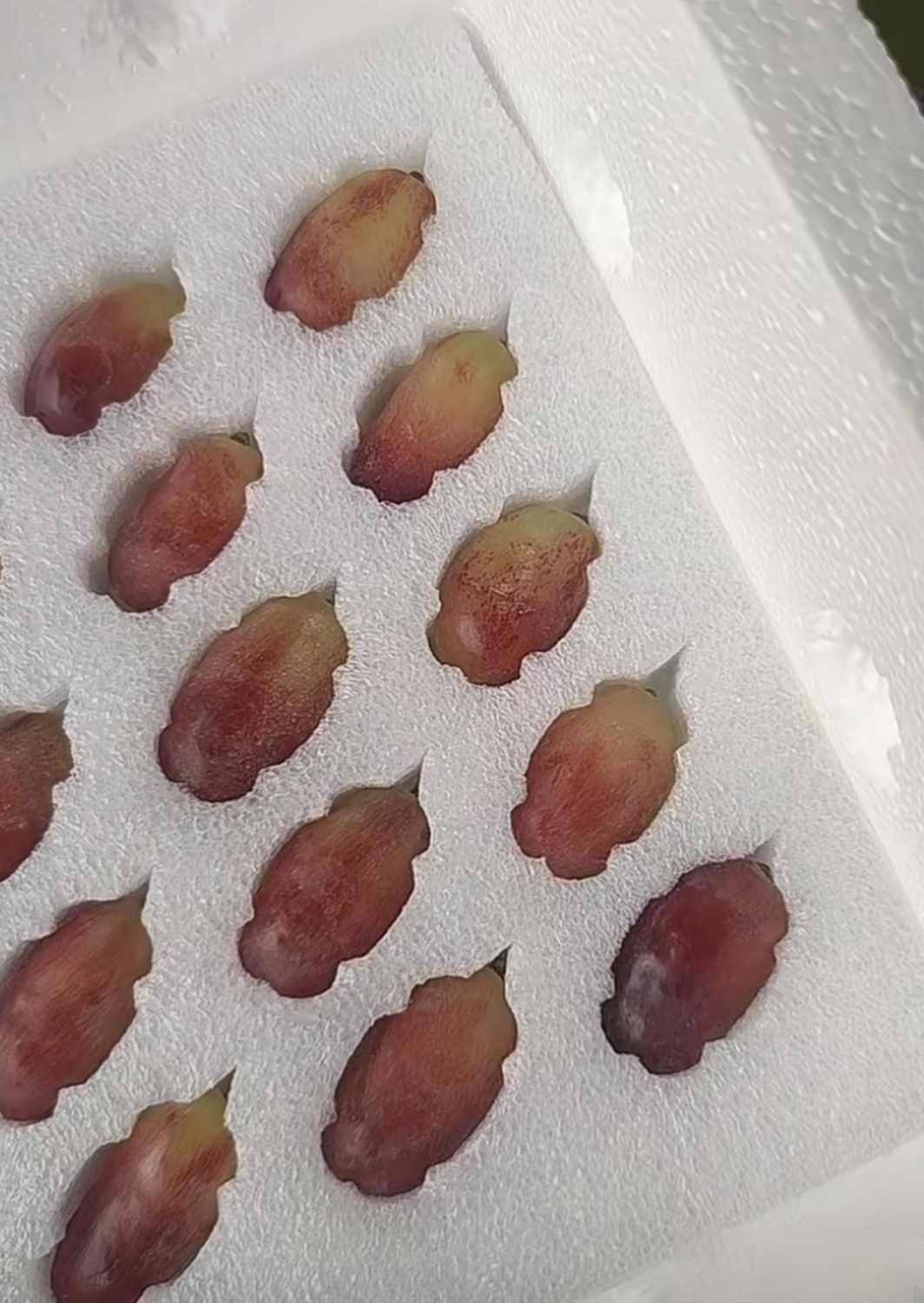 室友介绍道,这种葡萄名为马特葡萄,味道绝佳,然而却极为娇弱