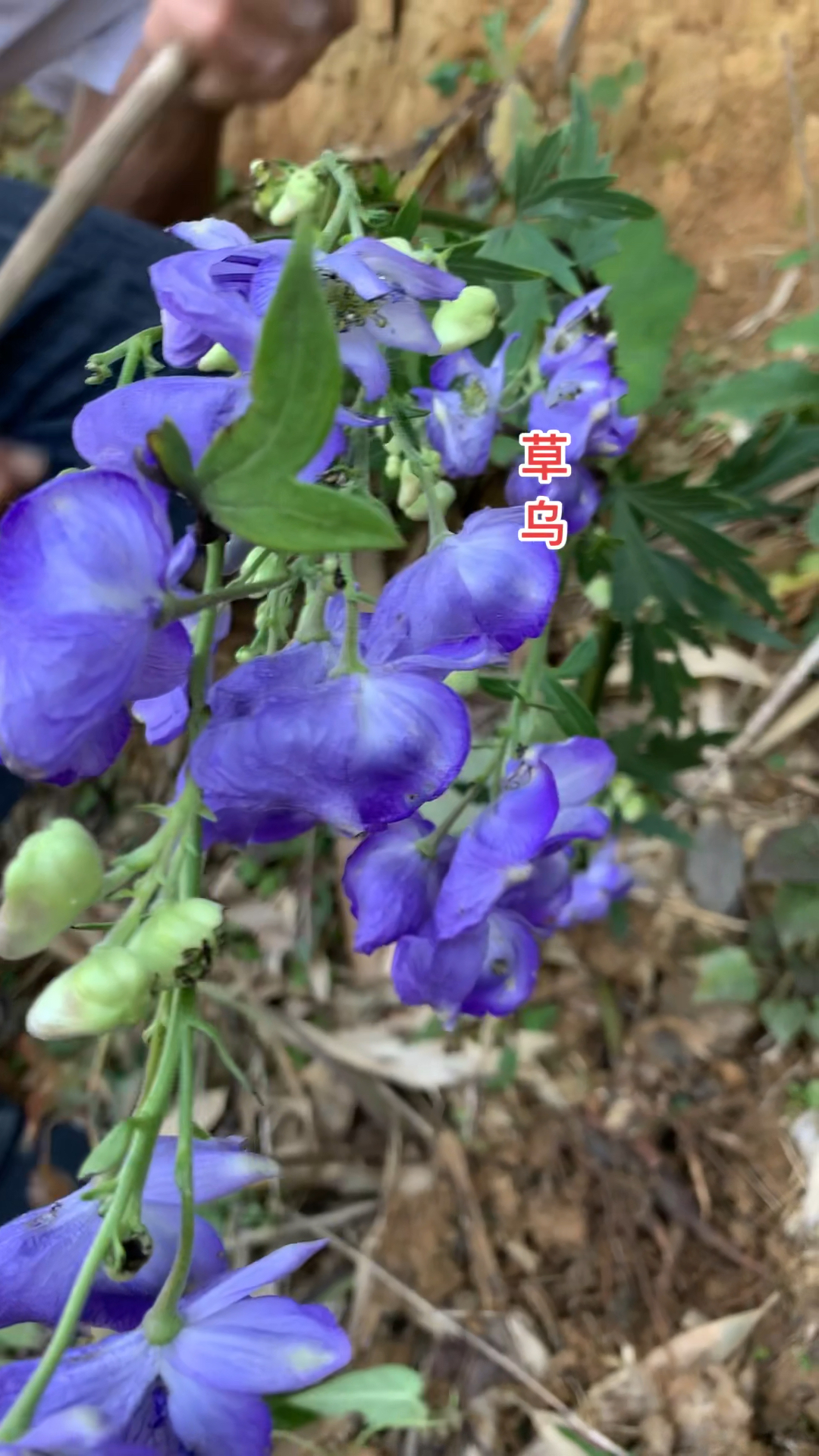 乌头草图片能治什么病图片