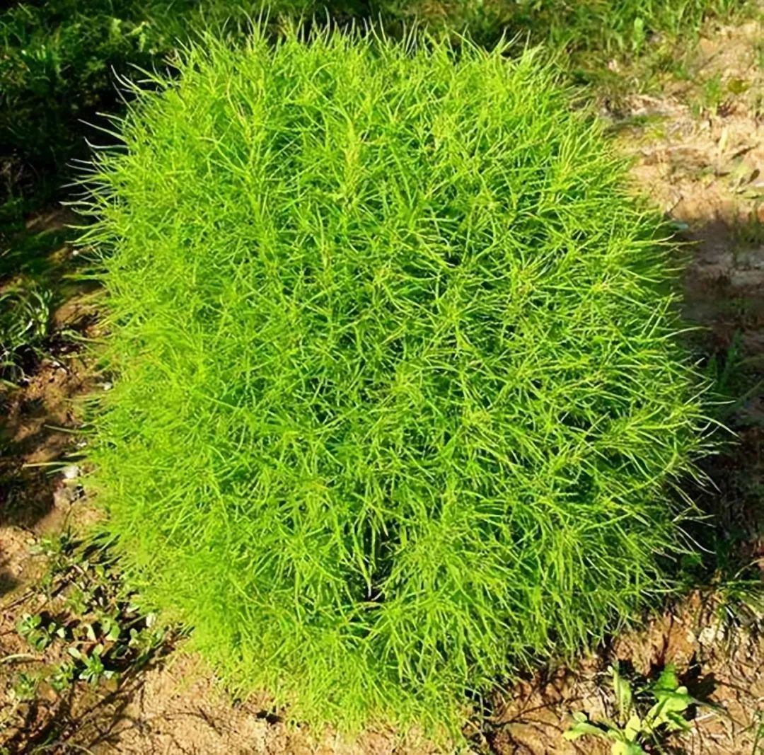 带你识别中药材地肤子