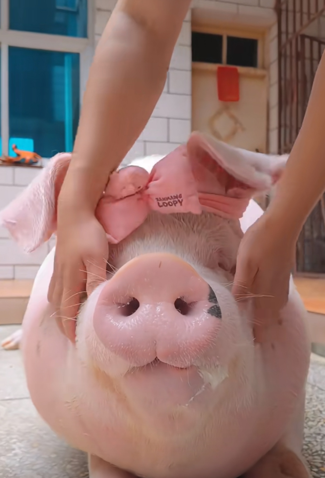 隔壁邻居有一只粉粉的猪猪.显得非常可爱.露出了头上的蝴蝶结发饰