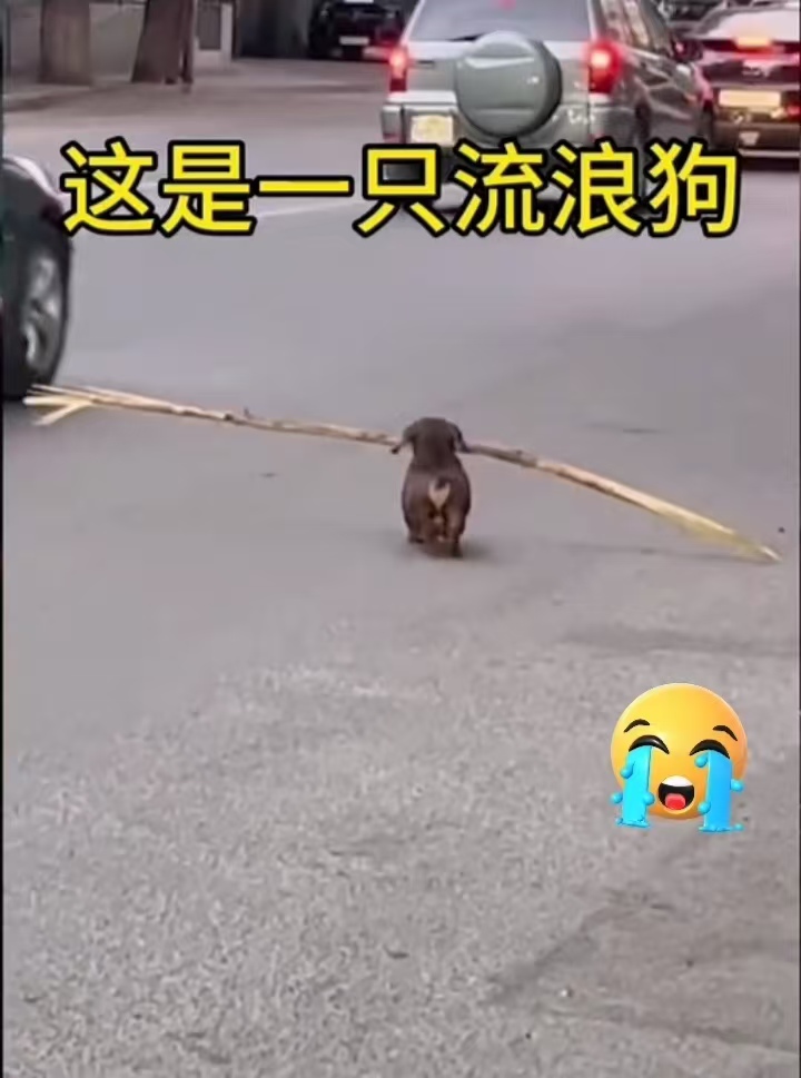 原来,这是一只流浪狗,之前被捡垃圾的老奶奶收养了,后来老奶奶去世