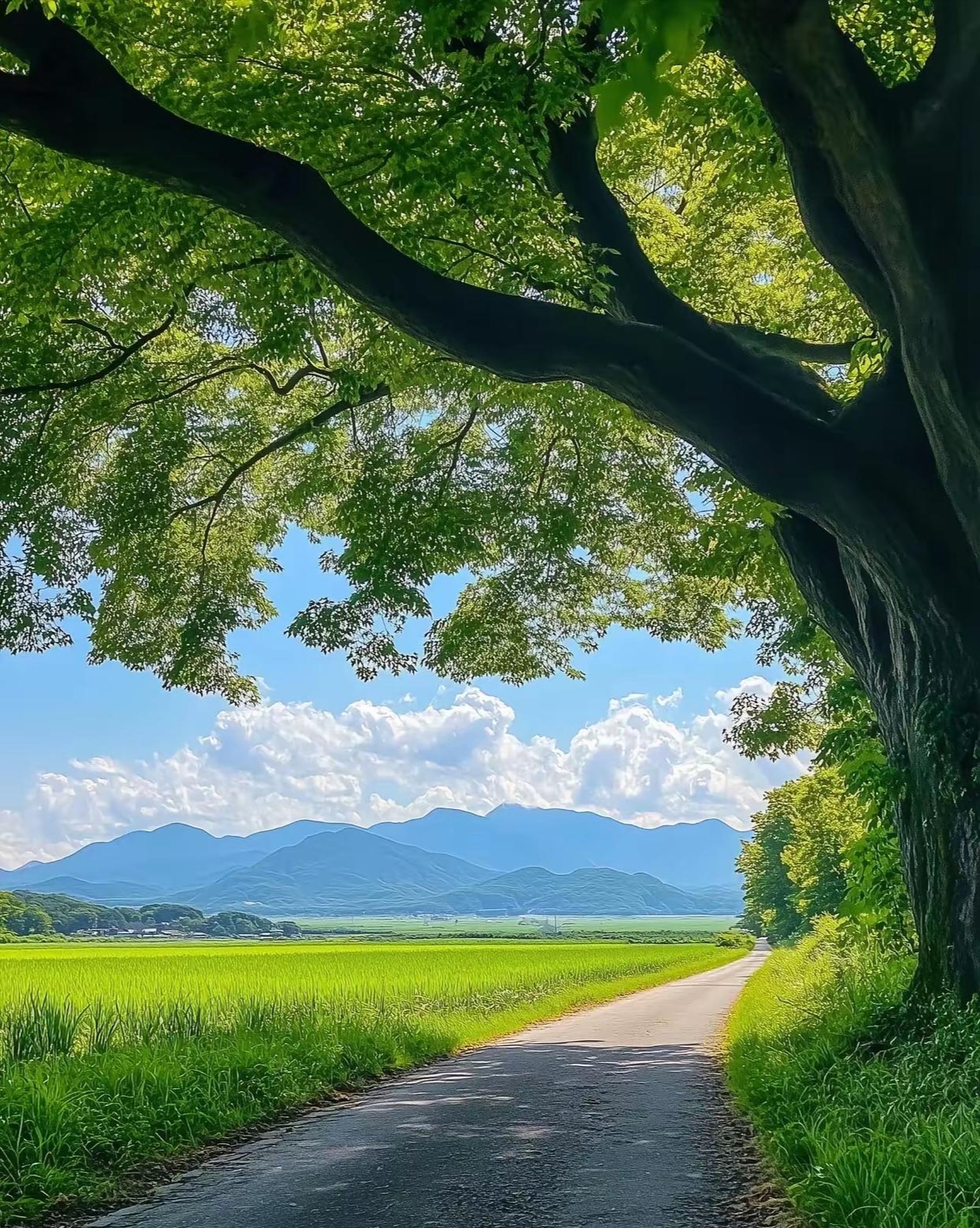 夏天的时候,阳光虽然很热烈,但躲在大树底下,凉风轻轻吹过,立马感觉