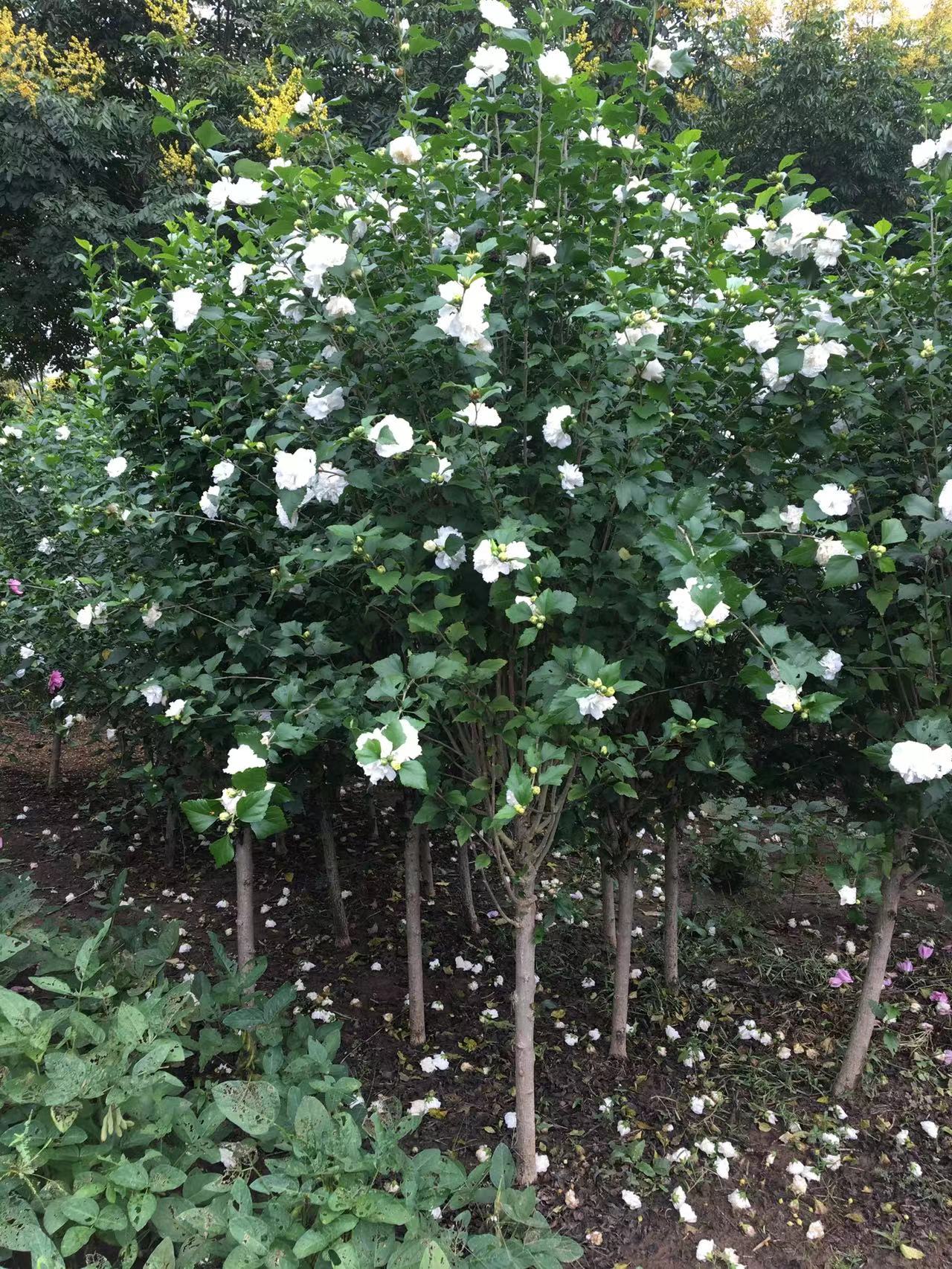 白色木槿花因其独特的颜色和形态而备受青睐.