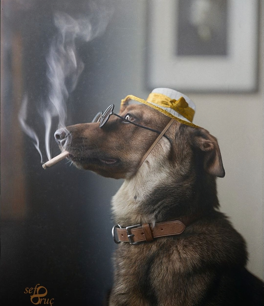 一条叫"亚历克斯"的警犬在抽烟消愁,拍摄于1923年德国柏林