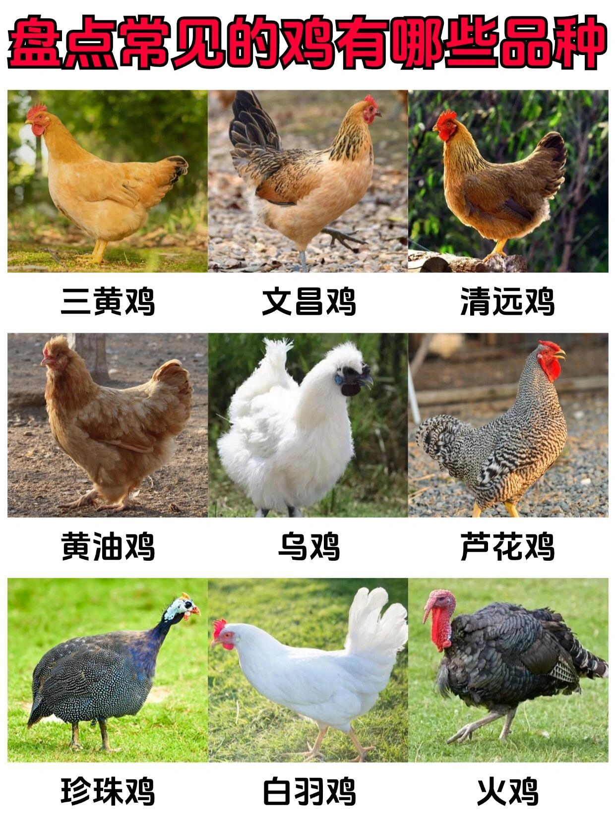 ✔常见的鸡品种有哪些