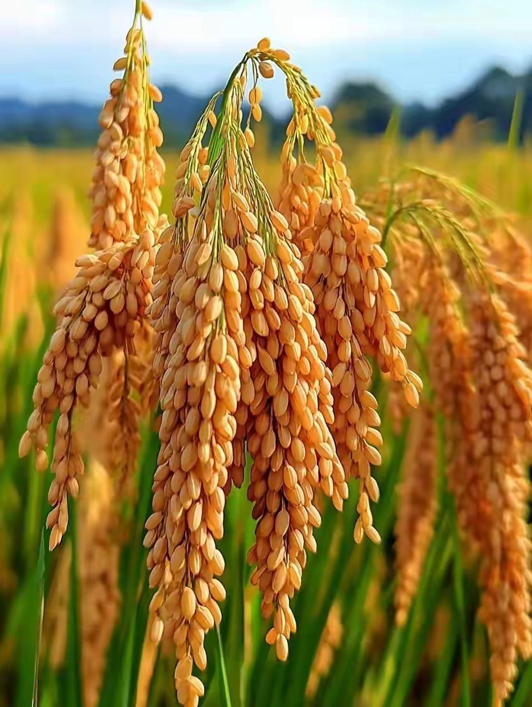 五谷丰收,稻穗在微风中轻轻摇曳,飘来阵阵清香,那是辛勤耕耘后的甜美